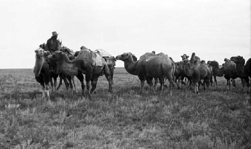 Camel herd inspecting caravan