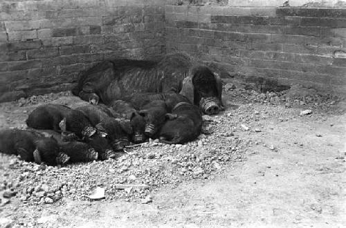 Shansi, September 1935, family of pigs