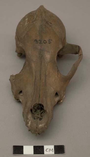 Skull of dog