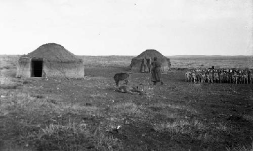 Goats tethered for milking with two yurts in background