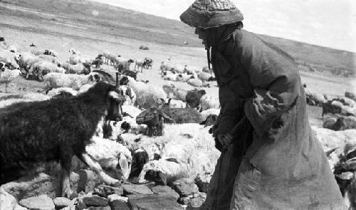 Old woman watering goats, close-up