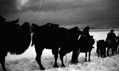 Camel caravan in snow