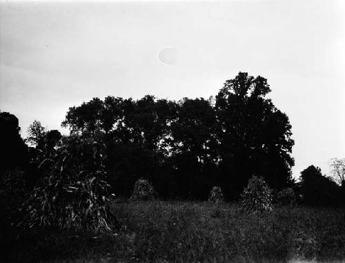 Mound on Rapidan - Colvin Site. Manahoac Village of Stegara