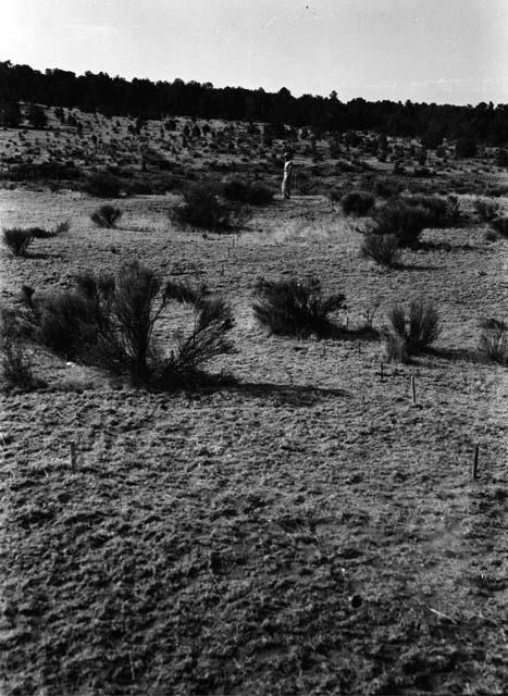 Trench, 2-meter squares #1-30 -- looking south, before excavation