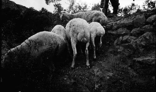 Five goats or sheep on steep hillside