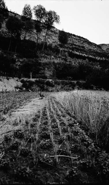 Field with bundles of grain lying alongside and boy crouching among bundles