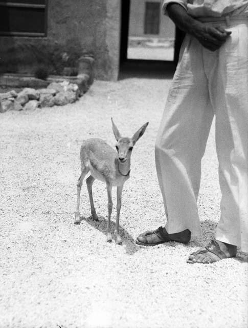 Young gazelle at Doha