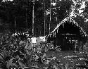 Boy in clearing in woods beside hut