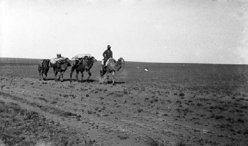 Arash and camels on great caravan road