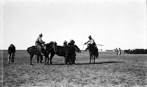 Haltering lassoed horse