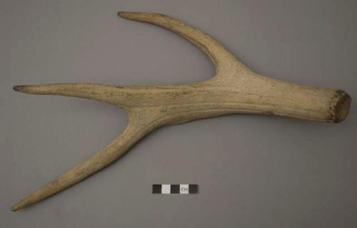 Branches of antlers cut from the stem