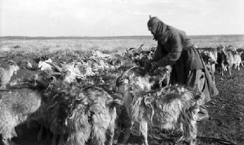 Woman with herd of goats