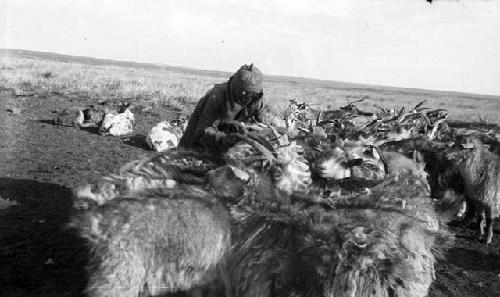 Woman with goat herd which are all lined up in a row