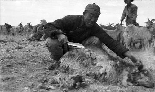 Portrait of a man holding shears in the process of shearing a goat