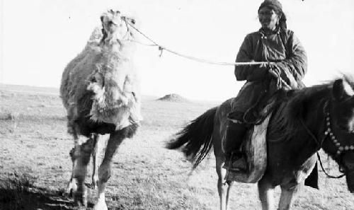 Mongol girl riding pony and leading a camel