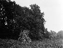 Mound on Rapidan - Colvin Site. Manahoac Village of Stegara