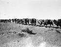 Camel caravan