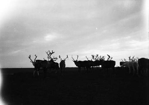 Antlered deer silhouetted against the midnight sun
