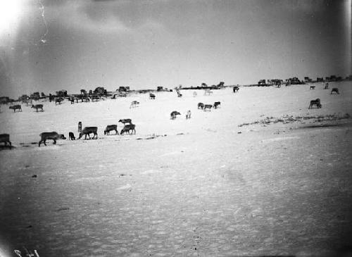 Reindeer and their discarded horns