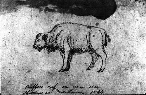 Photograph of Pen and ink sketch of buffalo calf in Fort Snelling by Seth Eastman   41-72-10/171  (Bushnell Collection)