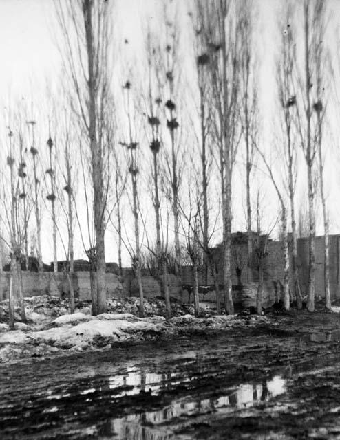 Chuguchak, bare trees, polars, and nests