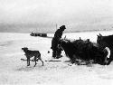 Kazak, ox and greyhound with sled on snowy plain