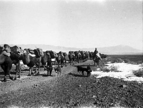 Dead Mongol Pass, camel caravan