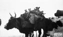 Oxen loaded with equipment