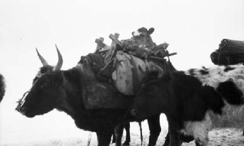 Oxen loaded with equipment