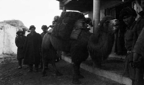 Camel on street, loaded camel, several men standing around on a street in front