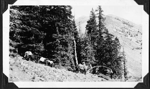 Bowl Creek Saddle- a pass over the Henry's August 14th.