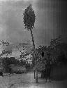 Man standing next to tall bird house tree