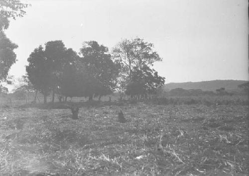 General view of site after bushing, looking southeast