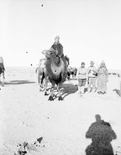 Mongol camel caravan