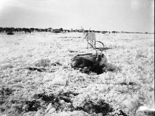 Female reindeer with newborn fawn