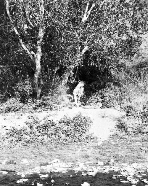 Brush in Darancheng pass gorge, riverbank