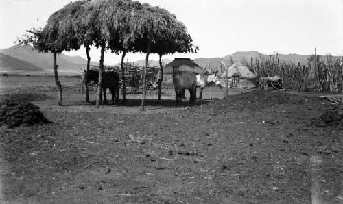 Camp with shelter with roof of boughs for animals