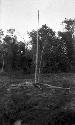 Shaman poles erected near grove of trees