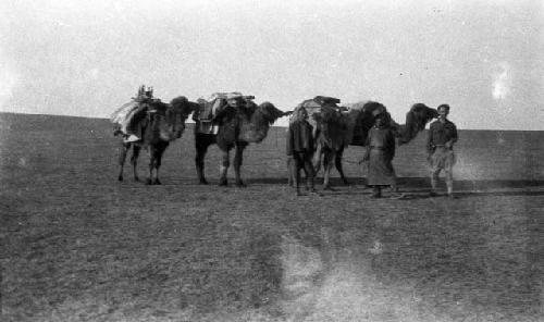 Portrait of three men standing in front of four loaded camels