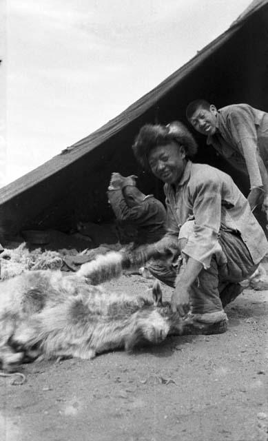 Three men in front of tent combing goats