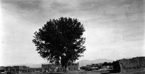 San Ildefonso Pueblo with tree