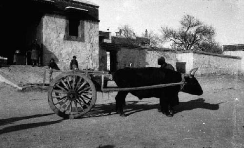 Ox yoked to cart, man leaning over him