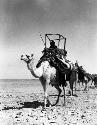 Camels near Turaif