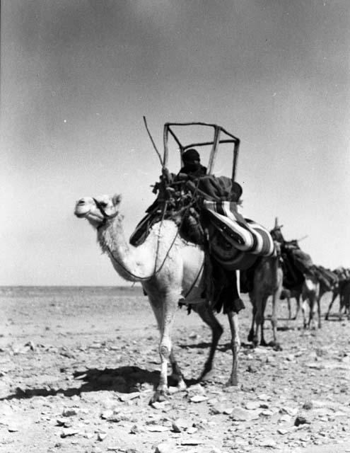 Camels near Turaif