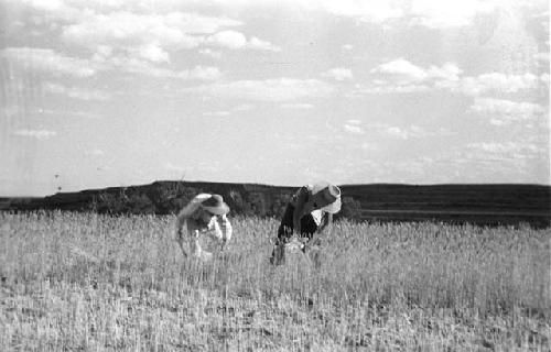 Peiping - Shansi, June 1935, harvesting wheat, Yutaoho