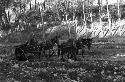 Yutaoho, Shansi, June 1935, three-mule cart in valley