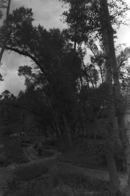 Yutaoho, Shansi, summer 1935, donkey caravan under tall trees in valley