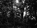 Mound on Rapidan - Colvin Site. Manahoac Village of Stegara