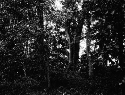 Mound on Rapidan - Colvin Site. Manahoac Village of Stegara