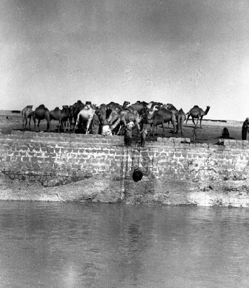 Jumaima, scene with camels